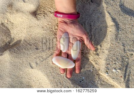 Holding White Big Shells In Handing In Aruba