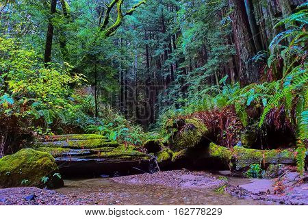 Looking for the perfect getaway? Traveling to your local State Parks or Redwoods is a fun adventure for the entire family. With breathtaking hikes and adventures to be found at every turn.