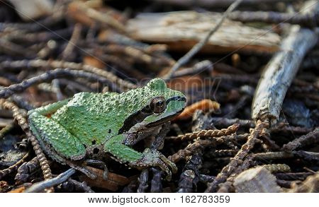 Green Sierran Treefrog (Pseudacris sierra) found in Northern California among the beautiful Moss Beach California USA area.