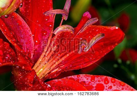 Macro photo. Flower red Lily after the rain. Droplets on the petals