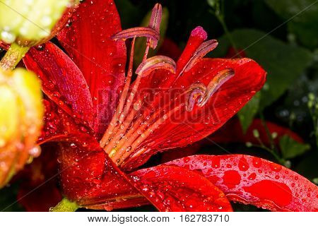 Macro photo. Flower red Lily after the rain. Droplets on the petals