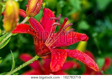 Macro photo. Flower red Lily after the rain. Droplets on the petals