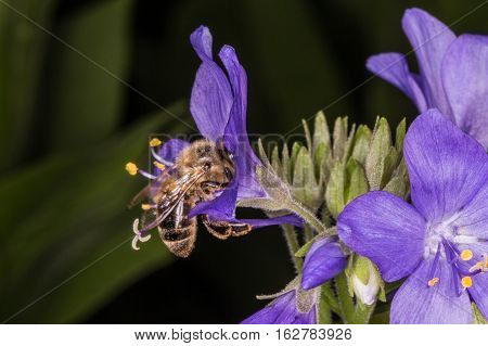 Macro photo. Bee in flight. Bee collecting nectar. Pollination of a flower Polemonium caeruleum