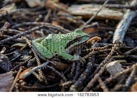 Green Sierran Treefrog (Pseudacris sierra) found in Northern California among the beautiful Moss Beach California USA area.