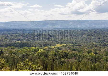 Endless forest of Kakamega Forest. Kenya, Africa