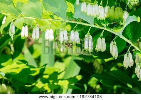 Macro photo. Bee in flight. Bee collecting nectar. Pollination of a flower Polygonatum multiflorum