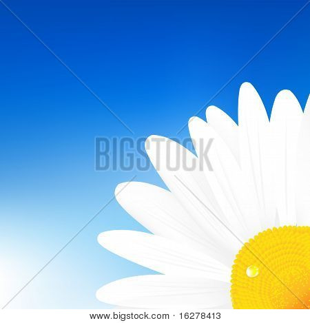 Camomilla e Sky