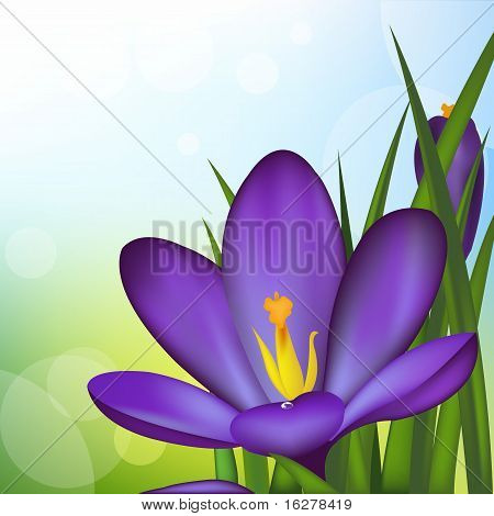 Crocus