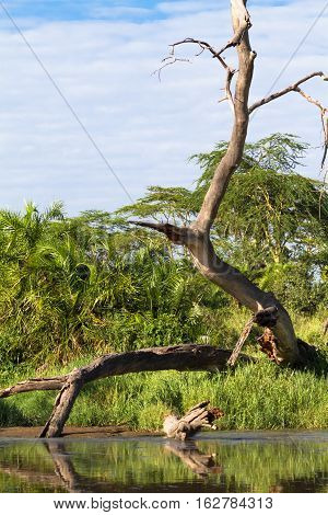 Dry tree above water of small pond. Serengeti, Tanzanya