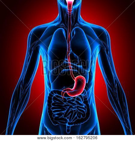 Human Stomach Anatomy Illustration. 3D rendering human body part.