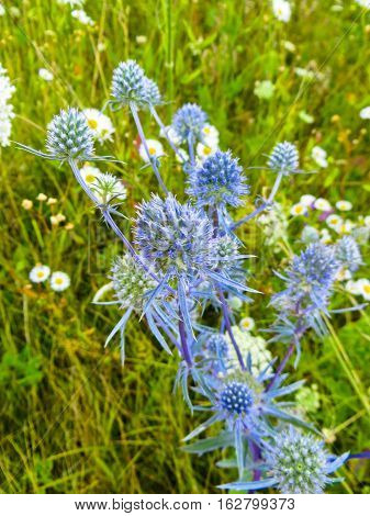Flower of blue thistle (Eryngium) on a meadow