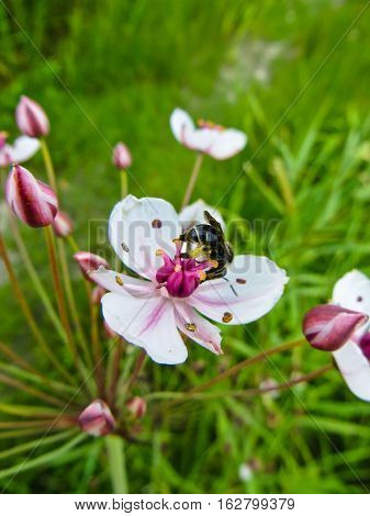 Flowering rush plant (Butomus umbellatus) blooming on summer