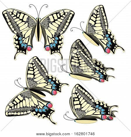 Machaon Butterfly Close Up Europe. Vector Illustration