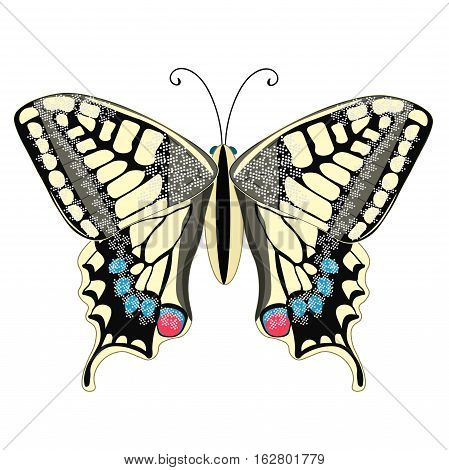 Machaon Butterfly Close Up Europe. Vector Illustration