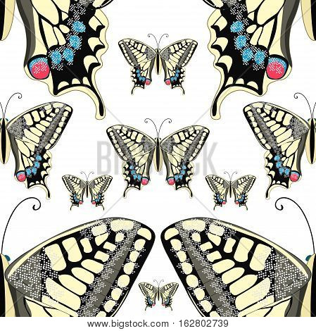 Seamless Pattern Machaon Butterfly Close Up Europe. Vector Illustration