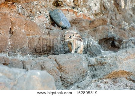 Ground Squirrel Atlantoxerus Getulus