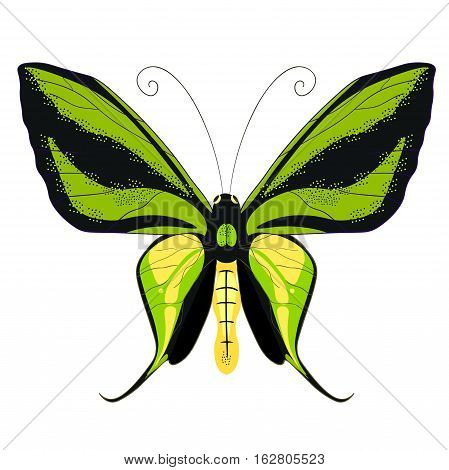 Ornithoptera Paradisea, Butterfly Wings Of A Bird Of Paradise. Vector Illustration
