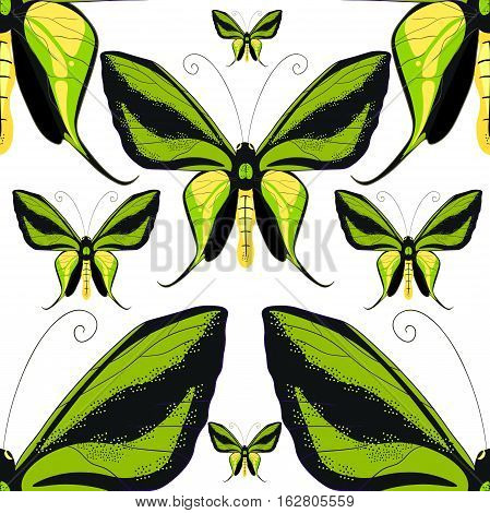 Ornithoptera Paradisea, Butterfly Wings Of A Bird Seamless Pattern Vector Illustration