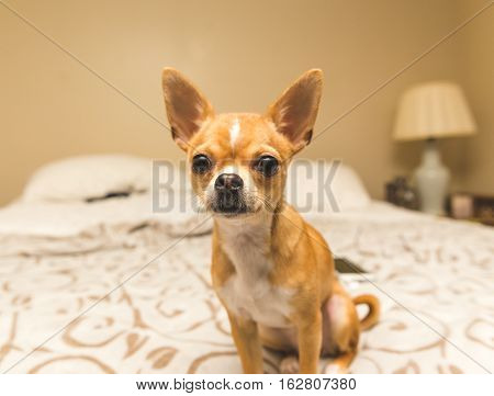A young, cute chihuahua puppy sits well-behaved on a king bed in a modern home bedroom.