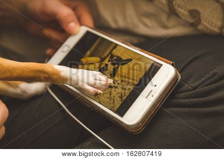 Chihuahua paw touching cell phone screen with image of other chihuahua on it.