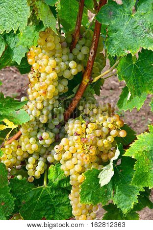 Loix France - september 26 2016 : vineyard in autumn
