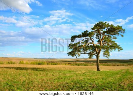 Lone Pine tavaszán