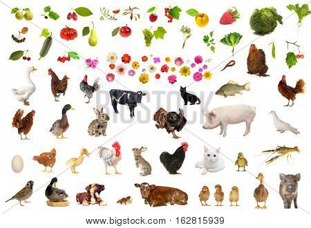 farming objects isolated on a white background