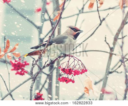 Waxwing bird sitting on a branch of rowan in frost