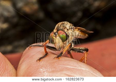 Robber fly in my finger macro shot