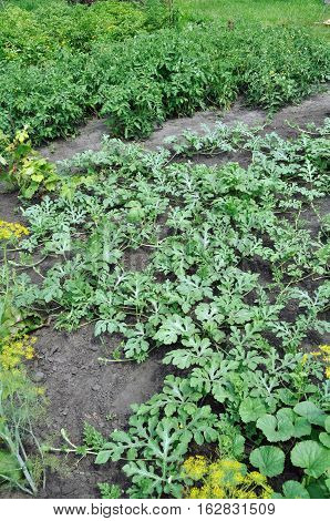 part of the vegetable garden: organically cultivated various vegetables in the vegetable garden vertical composition