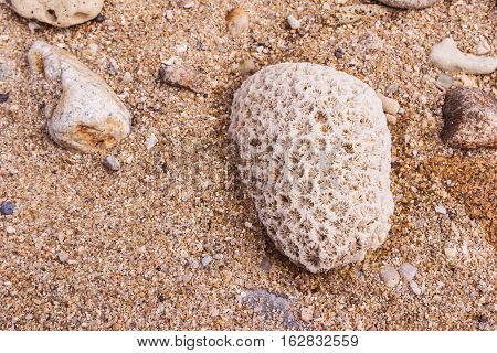 Dead coral flower shape at Kalim bay Phuket Thailand. It can be used for art work