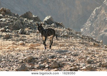 Burro en el desierto 