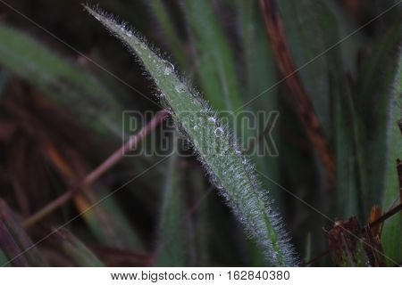 First frost and frozen mildew (mae khaning) Doi Mon Jong Chiang Mai Thailand.