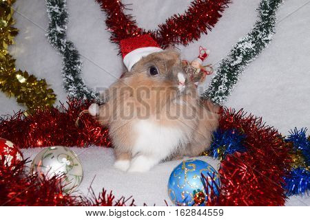 cute rabbit with beautiful Christmas decoration background