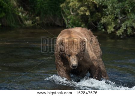 Alaskan Brown Bear On Falls