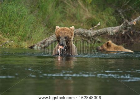 Brown Bear In Water