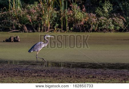 A Great Blue Heron Ardea herodias wading in a swampy wetland. Location is Manasquan Reservoir New Jersey USA.