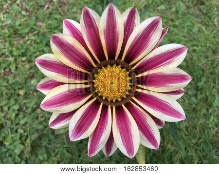 purple gazania flowers blooming on sunny day