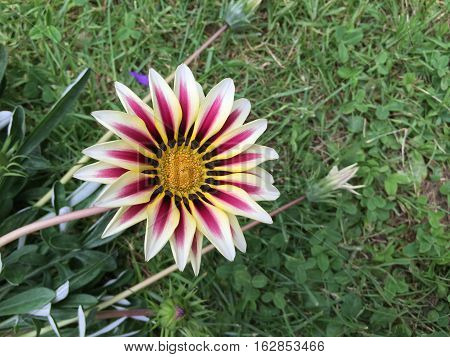 beautiful gazania flowers blooming on sunny day