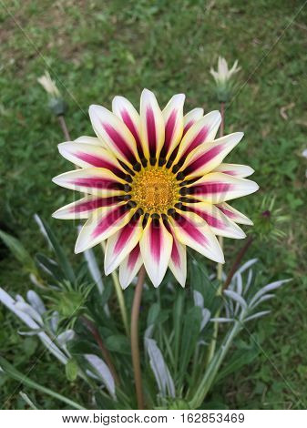purple white gazania flowers blooming on sunny day