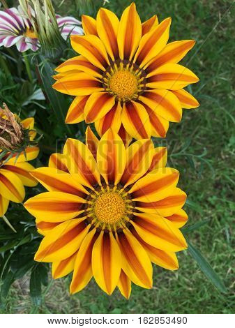 colorful gazania flowers blooming on sunny day