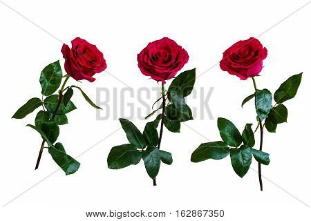 Three beautiful red roses. Isolated, white background.