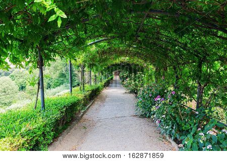 Tree Tunnel In The Giardino Bardini, Florence, Italy