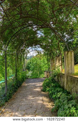Tree Tunnel In The Giardino Bardini, Florence, Italy