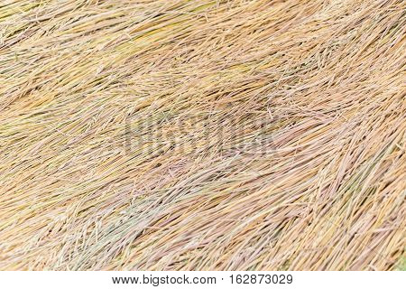 Golden Paddy rice jasmine rice also know as Hommali rice