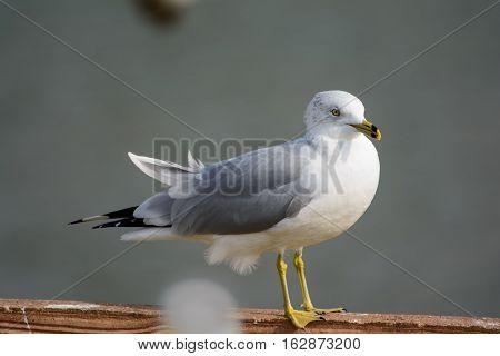 Ring billed gull (Larus delawarensis), standing on wood fence.