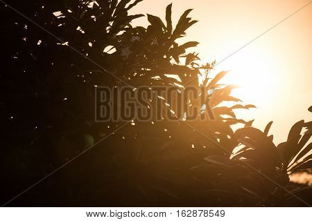 The Sunset glows behind a tree backgroundd