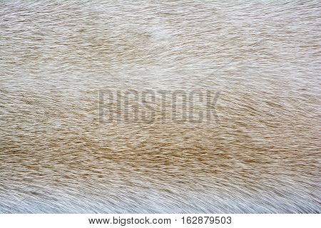 Bright fur mink. Fur texture. Fur texture and background.