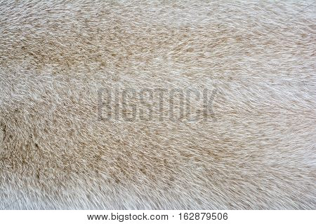 Bright fur mink. Fur texture and background.