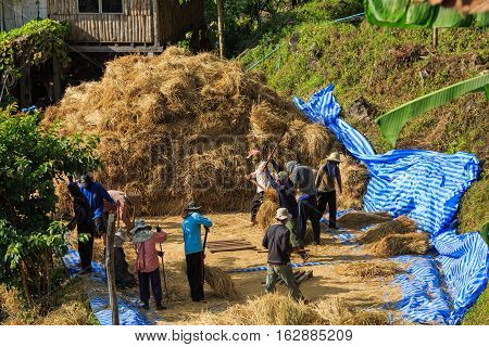 Manual Rice Threshing